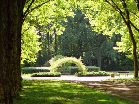 Rosarium Albertpark Wild (Groß)